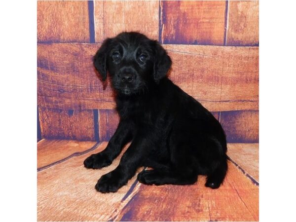 Airedoodle-DOG-Female-Black-20429-Petland Batavia, Illinois