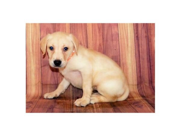 Labrador Retriever DOG Female Yellow 20425 Petland Batavia, Illinois