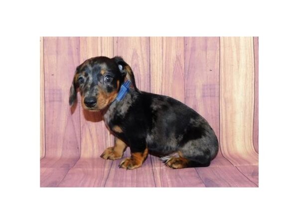 Dachshund DOG Male Black / Tan 12522 Petland Batavia, Illinois