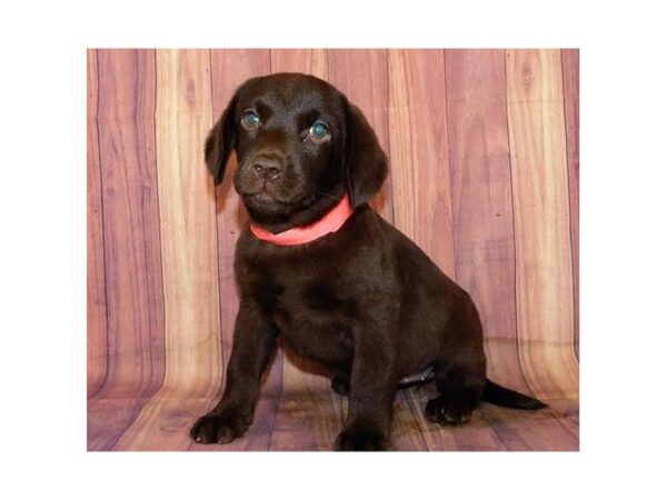 Labrador Retriever DOG Female Chocolate 12523 Petland Batavia, Illinois