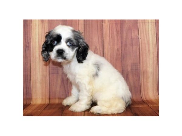 Cocker Spaniel DOG Female Blue Roan / White 12521 Petland Batavia, Illinois