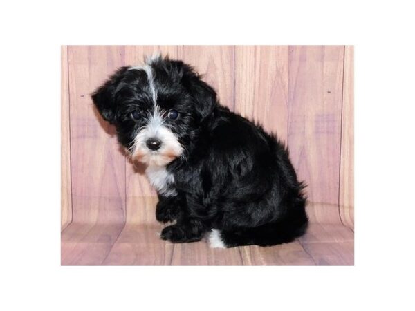 Yorkie Poo DOG Male Black 20685 Petland Batavia, Illinois