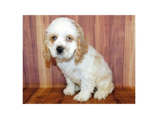 Cocker Spaniel DOG Male Buff / White 20681 Petland Batavia, Illinois