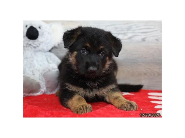 German Shepherd Dog-DOG-Female-Black / Tan-12534-Petland Batavia, Illinois