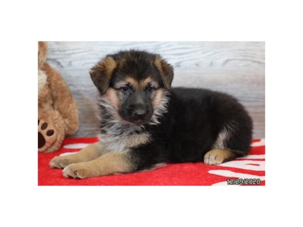German Shepherd Dog-DOG-Male-Black / Tan-12535-Petland Batavia, Illinois