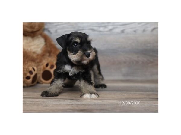 Miniature Schnauzer DOG Female Black / Silver 12528 Petland Batavia, Illinois