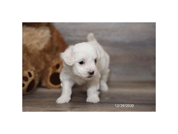 Coton De Tulear DOG Female White 12532 Petland Batavia, Illinois