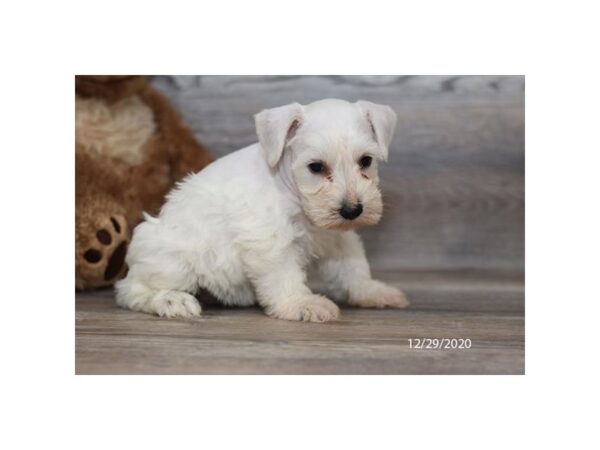 Miniature Schnauzer DOG Female White 20431 Petland Batavia, Illinois