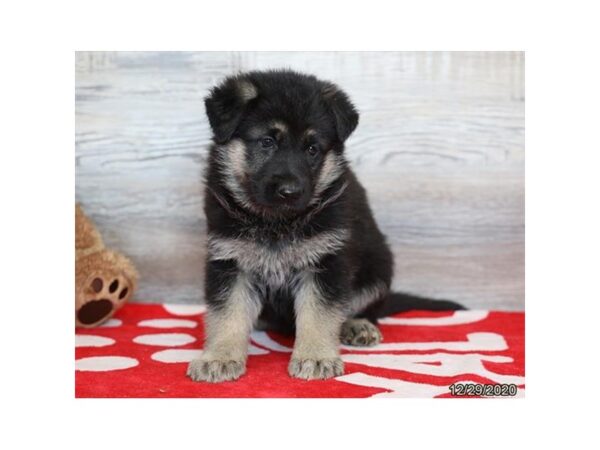 German Shepherd Dog-DOG-Female-Black / Tan-20432-Petland Batavia, Illinois