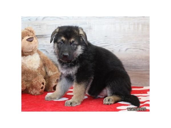 German Shepherd Dog-DOG-Male-Black / Tan-20433-Petland Batavia, Illinois