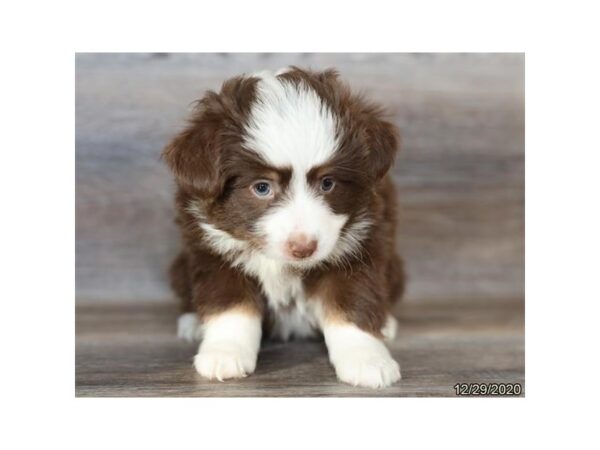 Miniature Australian Shepherd DOG Male Red 20430 Petland Batavia, Illinois