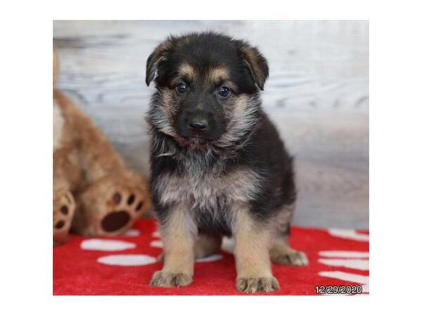 German Shepherd Dog DOG Female Black / Tan 20692 Petland Batavia, Illinois