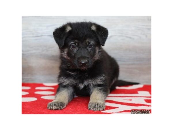 German Shepherd Dog DOG Male Black / Tan 20693 Petland Batavia, Illinois