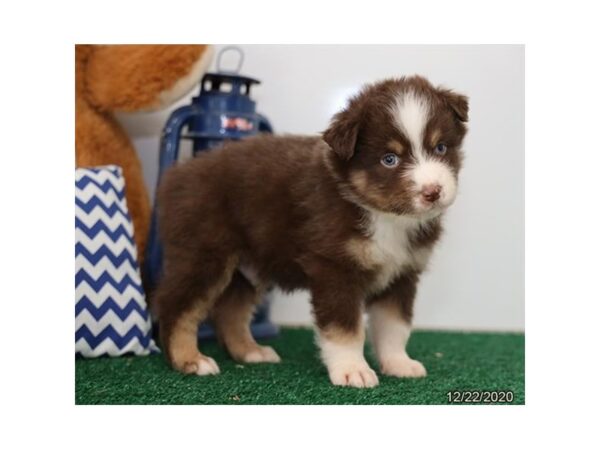 Australian Shepherd DOG Male Red 20686 Petland Batavia, Illinois