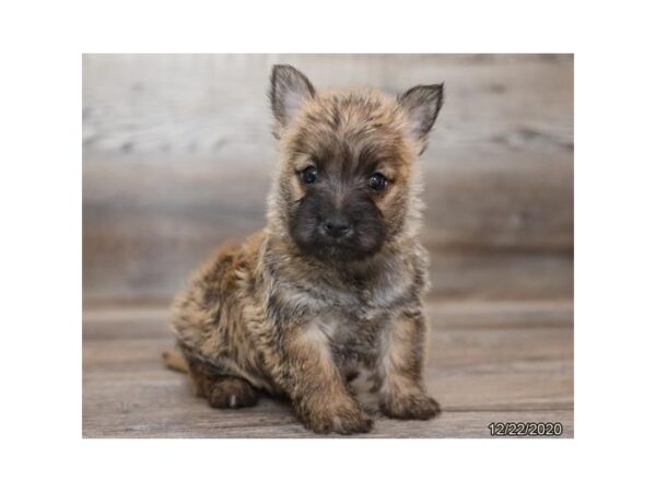 Cairn Terrier DOG Female Wheaten 20687 Petland Batavia, Illinois