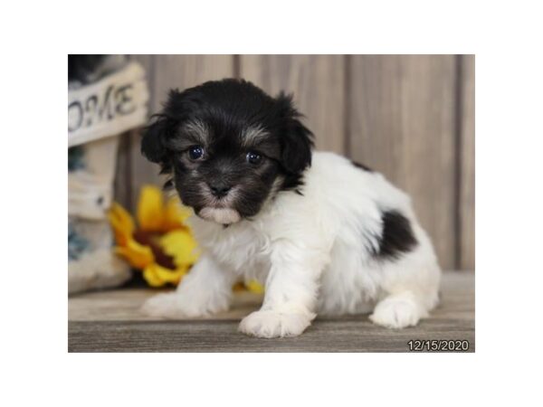 Havanese-DOG-Female-Black / White-20688-Petland Batavia, Illinois