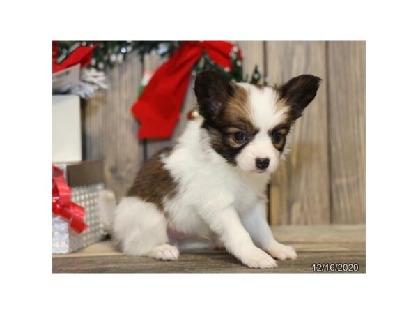 Papillon DOG Male Brown / White 20689 Petland Batavia, Illinois