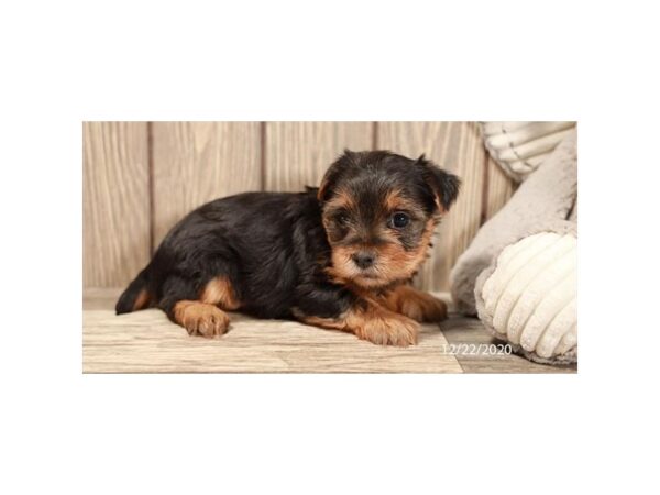 Yorkshire Terrier DOG Female Black / Tan 12531 Petland Batavia, Illinois