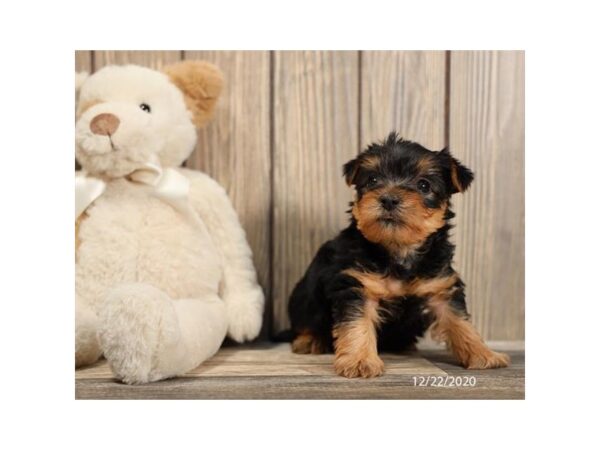 Yorkshire Terrier DOG Male Black / Tan 20690 Petland Batavia, Illinois