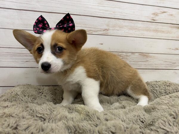 Pembroke Welsh Corgi DOG Female Red / White 12530 Petland Batavia, Illinois