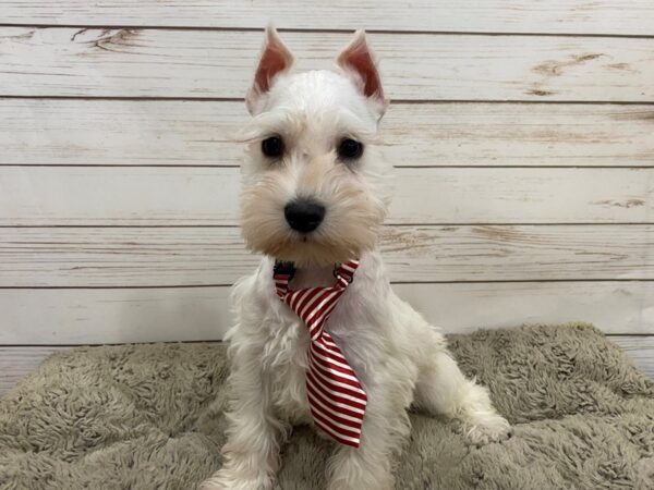 Miniature Schnauzer DOG Male White 12529 Petland Batavia, Illinois