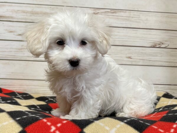 Coton De Tulear DOG Female White 20691 Petland Batavia, Illinois