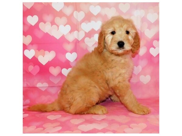 Goldendoodle DOG Female Golden 20449 Petland Batavia, Illinois