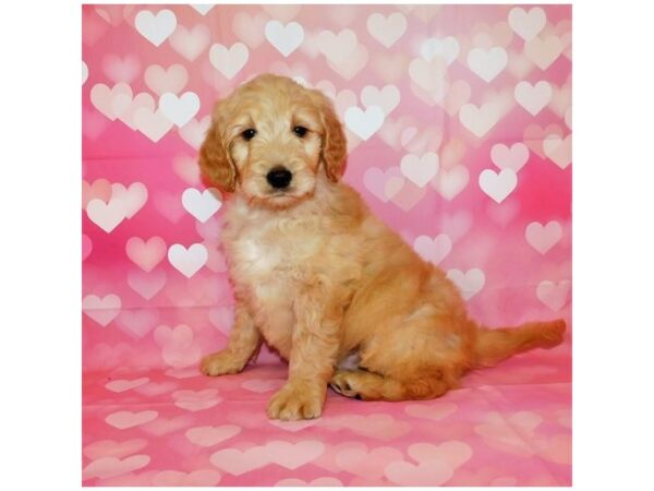 Goldendoodle DOG Male Golden 20450 Petland Batavia, Illinois