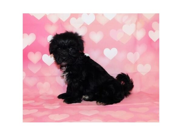 Havapoo DOG Male Black 20704 Petland Batavia, Illinois