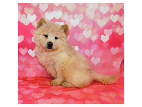 Chow Chow DOG Female Cream 12544 Petland Batavia, Illinois