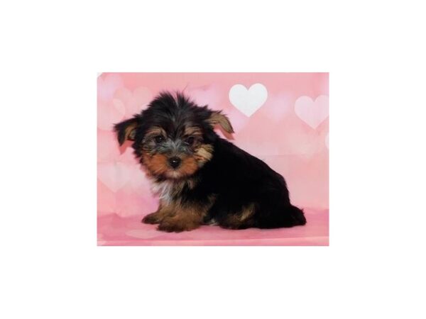 Yorkshire Terrier DOG Female Black / Tan 20451 Petland Batavia, Illinois