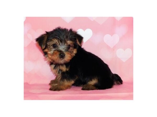 Yorkshire Terrier DOG Male Black / Tan 20702 Petland Batavia, Illinois