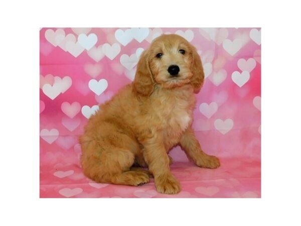Goldendoodle-DOG-Female-Golden-20703-Petland Batavia, Illinois