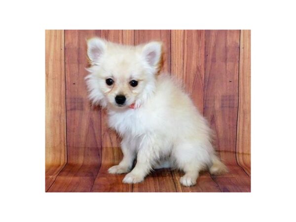 Pomeranian DOG Male Cream 20701 Petland Batavia, Illinois