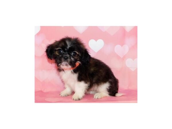 Shih Tzu DOG Female Brindle / White 12545 Petland Batavia, Illinois