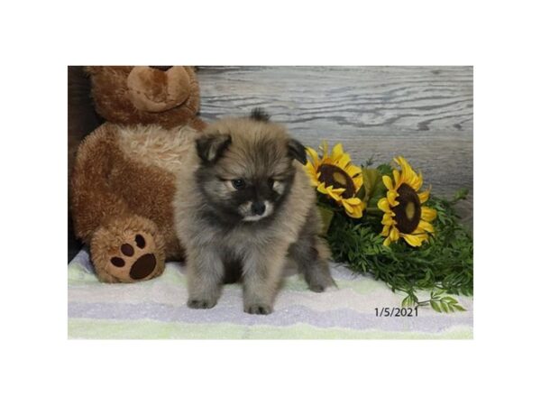 Pomeranian DOG Male Wolf Sable 20713 Petland Batavia, Illinois