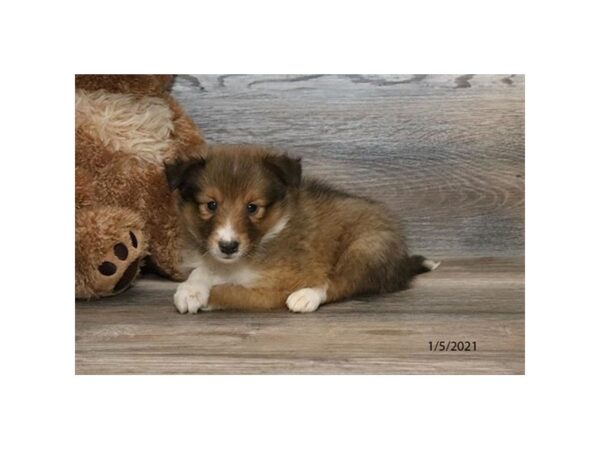 Shetland Sheepdog DOG Male Sable / White 12553 Petland Batavia, Illinois