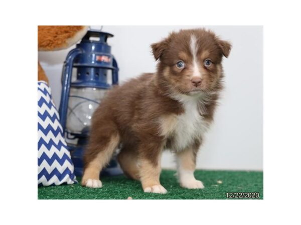 Australian Shepherd DOG Female Red 12547 Petland Batavia, Illinois