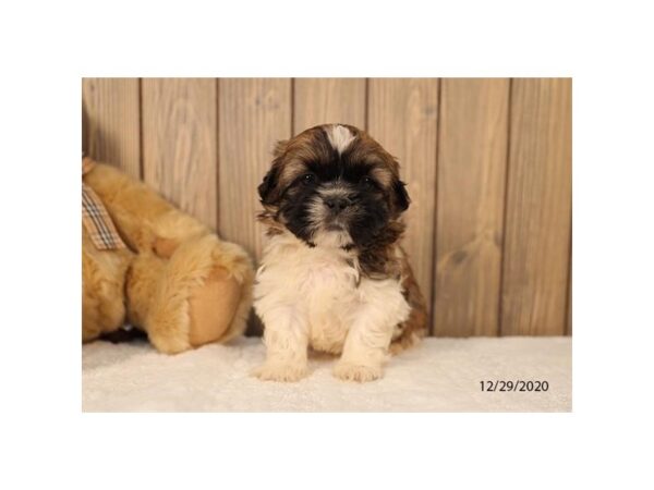Shih Tzu DOG Male Brown / White 12554 Petland Batavia, Illinois