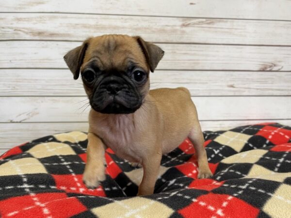 Pug/Puggle DOG Female Fawn 20697 Petland Batavia, Illinois