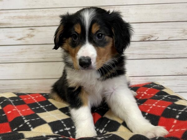 English Shepherd DOG Male Black Tri. 20698 Petland Batavia, Illinois