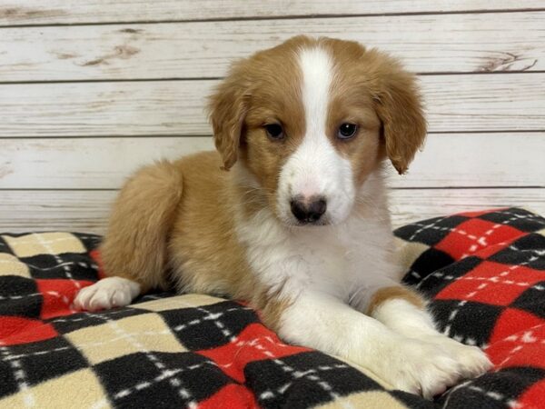 English Shepherd DOG Female Sable & White 20700 Petland Batavia, Illinois