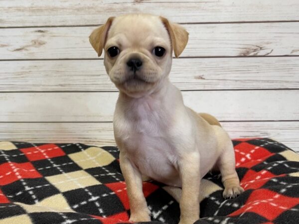 Pug/Puggle DOG Male Cream 20696 Petland Batavia, Illinois