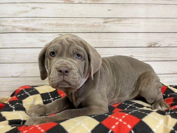 Neapolitan Mastiff DOG Female Tawny 20712 Petland Batavia, Illinois