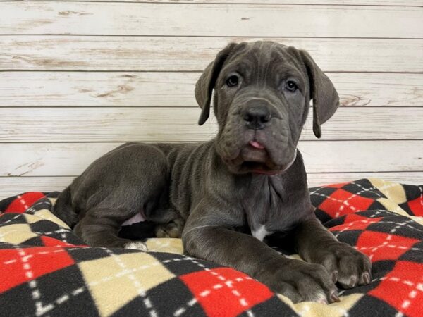 Neapolitan Mastiff DOG Female Blue 20711 Petland Batavia, Illinois