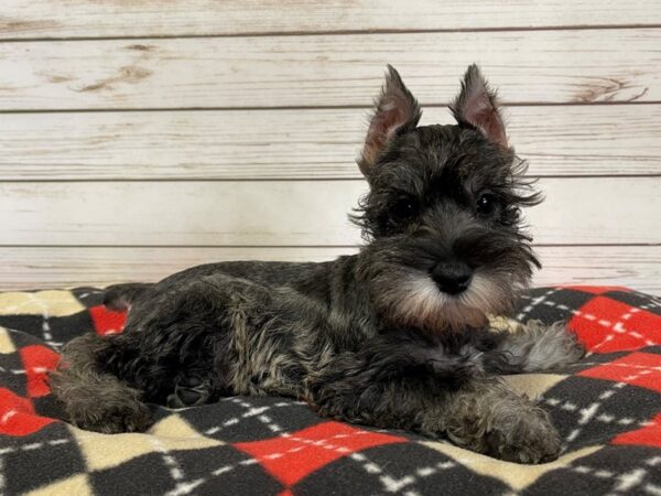 Miniature Schnauzer DOG Male Salt / Pepper 20709 Petland Batavia, Illinois