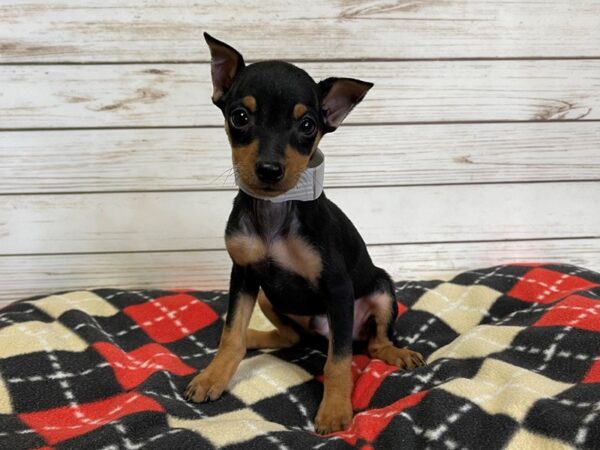 Miniature Pinscher DOG Male Black / Rust 20708 Petland Batavia, Illinois