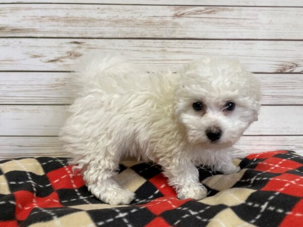 Bichon Frise DOG Male White 20705 Petland Batavia, Illinois