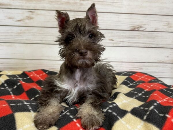 Miniature Schnauzer DOG Female Chocolate 20710 Petland Batavia, Illinois