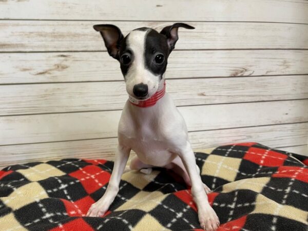 Italian Greyhound DOG Female White / Black 20707 Petland Batavia, Illinois